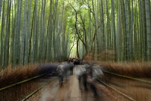 Arashiyama Bamboo Foest in Kyoto
