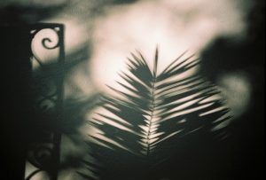 Shadow of palm tree in Athen, Greece