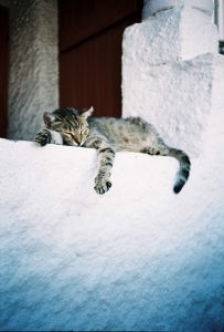 A cat sleeping in Athens