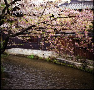 Cherry blossoms in the River Shirakawa, Kyoto.