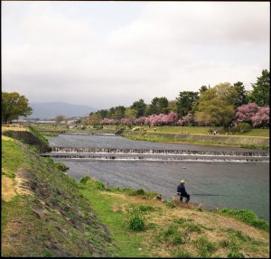 A man fishes in the Kamo river with Cherry Blossoms.