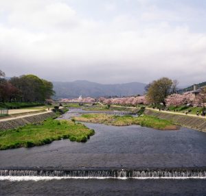 Kamogawa river in Kyoto in spring with sakura