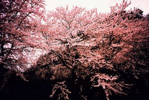 Sakura in Shinjyo, Yamagata, Japan.
