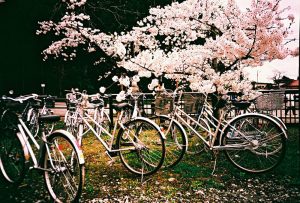 Bicycle are parked under the cherry blossom.