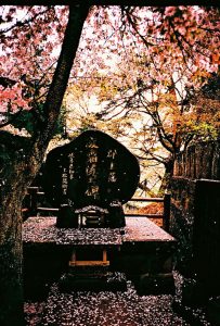 Memorial stone engraved with japanese letters under the chcerry blossom trees.
