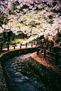 Cherry blossom and stream in Hirosaki.