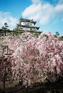 Cherry Blossom in Himeji Castle, Japan.