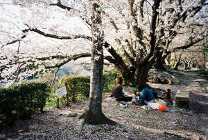 Japanese mothers and children enjoy picnic under Cherry Blossoms in Himeji Castle.