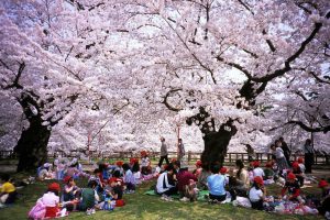 School children enjoy picnic under the cherry blossom at the park of Hirosaki castle.