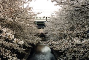 Train passes over the bridge of the Meguro river with cherry blossom in Tokyo.