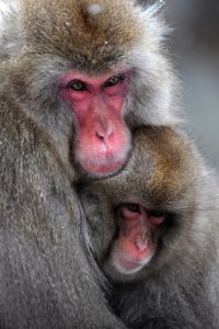 Wild monkey couple in hot spring water in winter in Nagano.