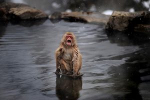 A Wild monkey in hot spring water in winter in Nagano.