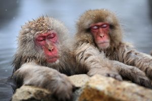 Wild monkeys bathe in hot spring water in winter in Nagano.