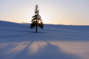 Snow landscape with a Christmas tree in Biei's hills and valleys at sunset, Hokkaido.