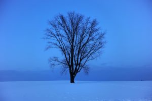 A tree in a hill covered with snow in Biei, Hokkaido.