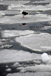 A seagull standing on a piece of ice in Rausu, Hokkaido.