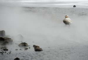 Swan in Lake Kusharo, Hokkaido.