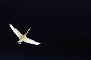 Japanese swan flying in Akan Crane Center. Akan. Hokkaido. Japan.