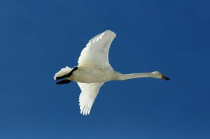 Japanese swan flying in Akan Crane Center. Akan. Hokkaido. Japan.