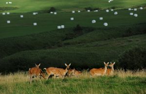 Wild Japanese deers, ezo shika, at Soya Kyuryo or Soya hills near Cape Soya