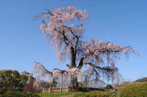 Shidare sakura in Maruyama park in the center of Kyoto.