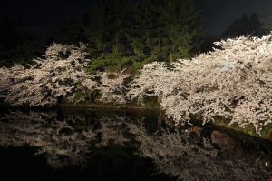 Cherry blossoms of the Hiroshi Castle reflects on the canal.
