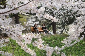 Japanese women enjoy lunch with cherry blossom in the Hirosaki Castle park, Aomori.