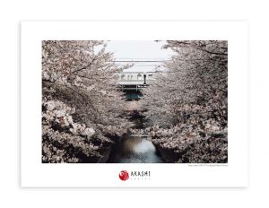 Cherry blossom over Meguro river in the center of Tokyo