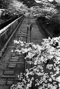 People take a walk along an old track under under cherry blossoms.
