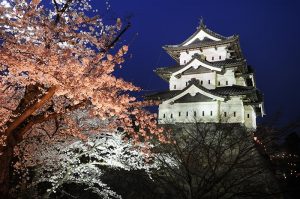 During cherry blossom season Hirosaki castle is lighted up at night.