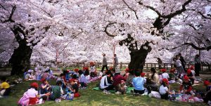 Young students enjoy sakura in a park in Hirosaki, Aomori
