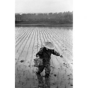 Woman planting rice in a traditional way in Nigata