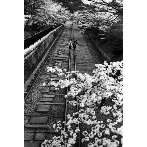 People take a walk along an old track under under cherry blossoms.