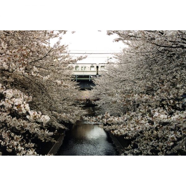Cherry blossom. Tokyo, Japan, 2002.