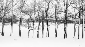 trees covered with snow in Biei Hokkaido