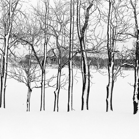 trees covered with snow in Biei Hokkaido