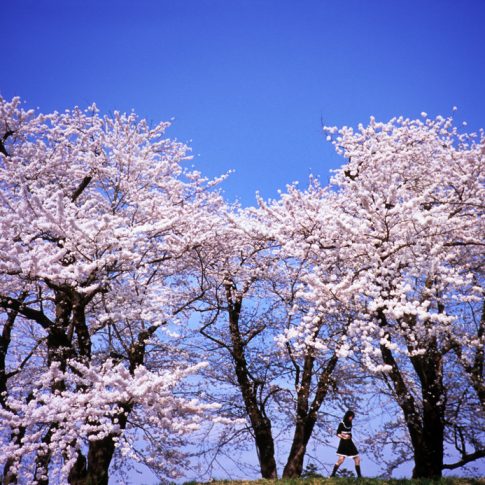 Cherry blossom in Kakunodate