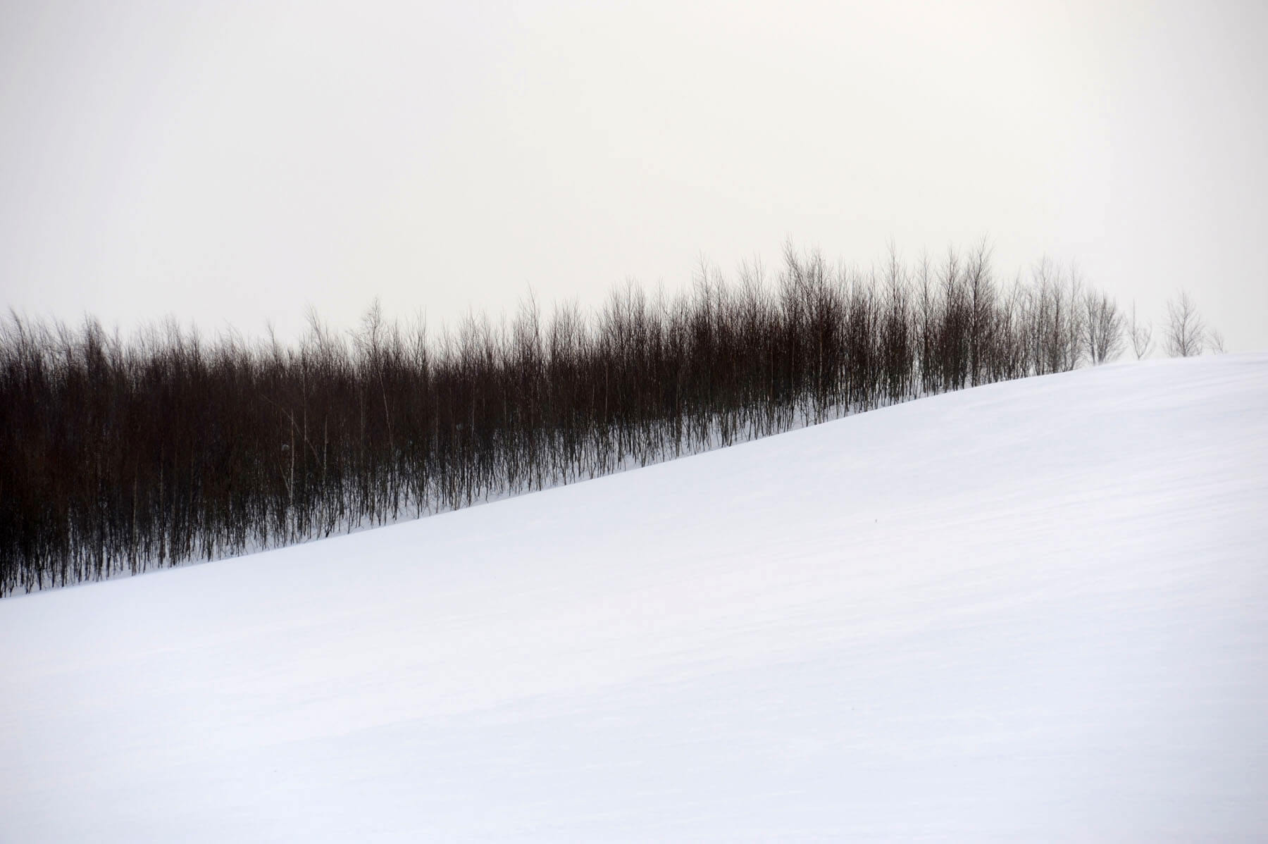 Trees on a hill covered with snow Biei Hokkaido