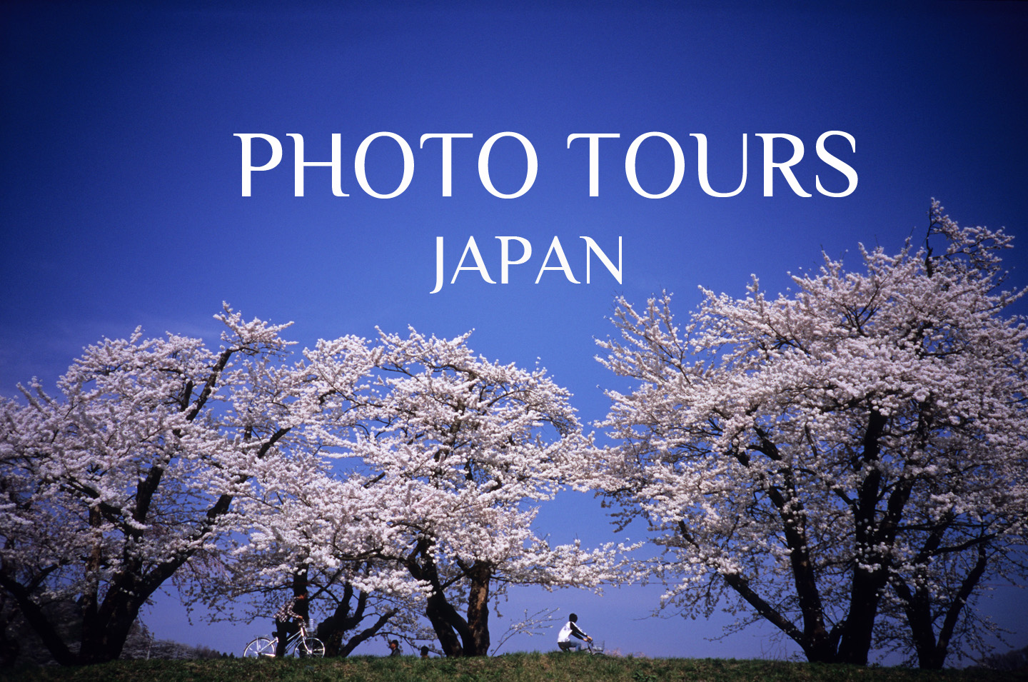 Cherry blossoms in Kakunodate, Tohoku